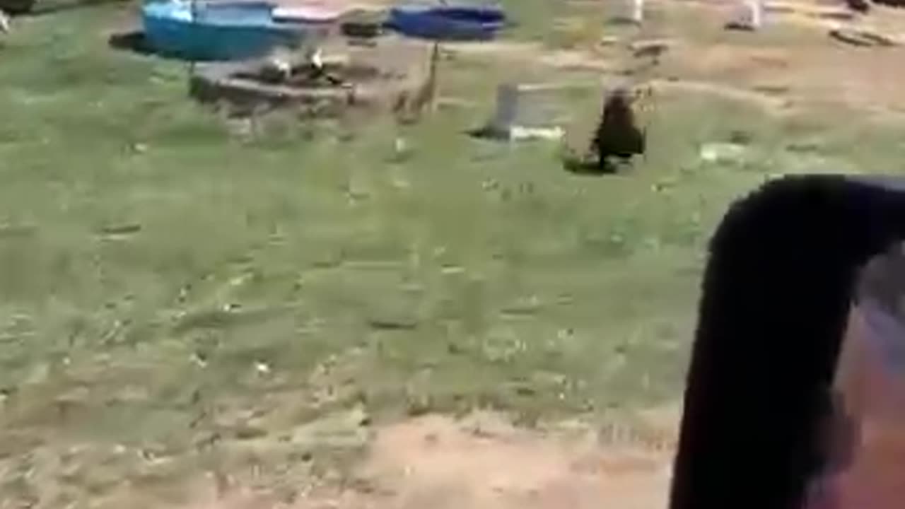 When animal love you