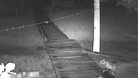 The dogs tried to chase the jaguar away