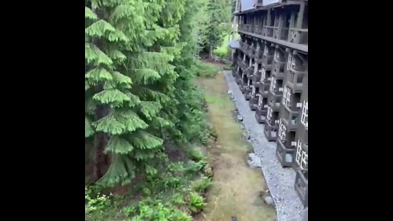 Nature and travel: Blackcomb forest