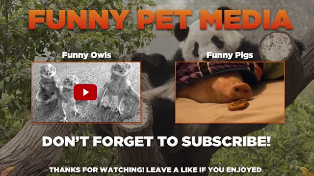 Penguins Fails [Funny Pets]: Funny Penguins