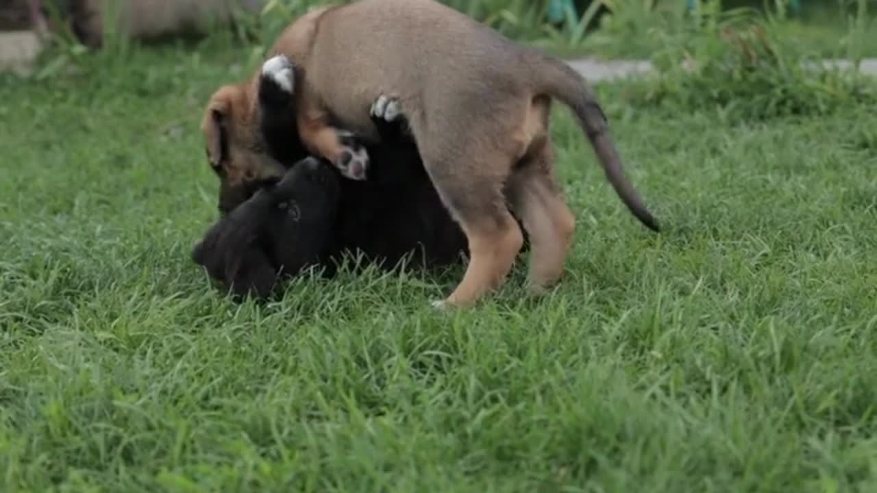 Baby Puppies Playing|#funnypets Rumble