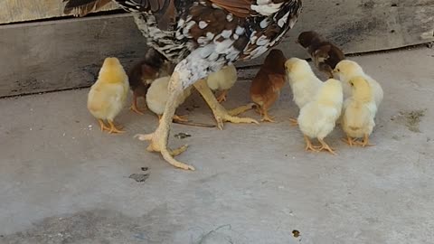 Beautifull hen chicks