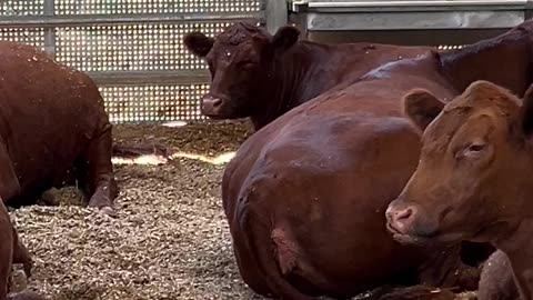 Red Heifers are Alive and Well in Shiloh, Israel
