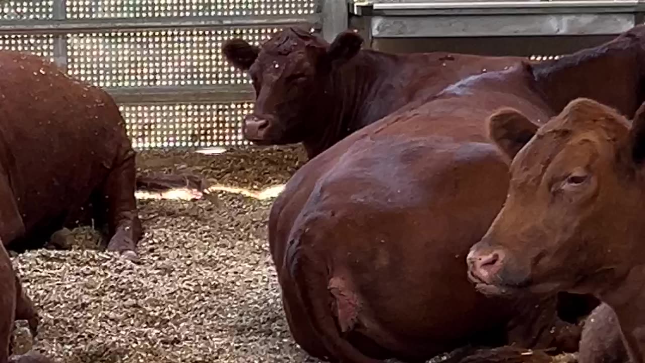 Red Heifers are Alive and Well in Shiloh, Israel