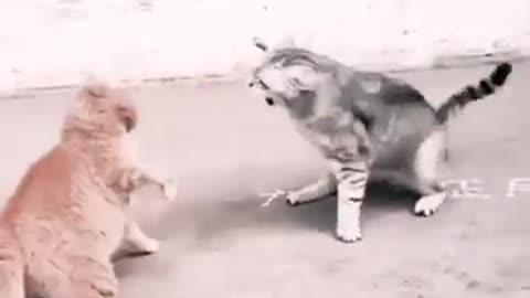 funny animals video . funnyvideo 2024