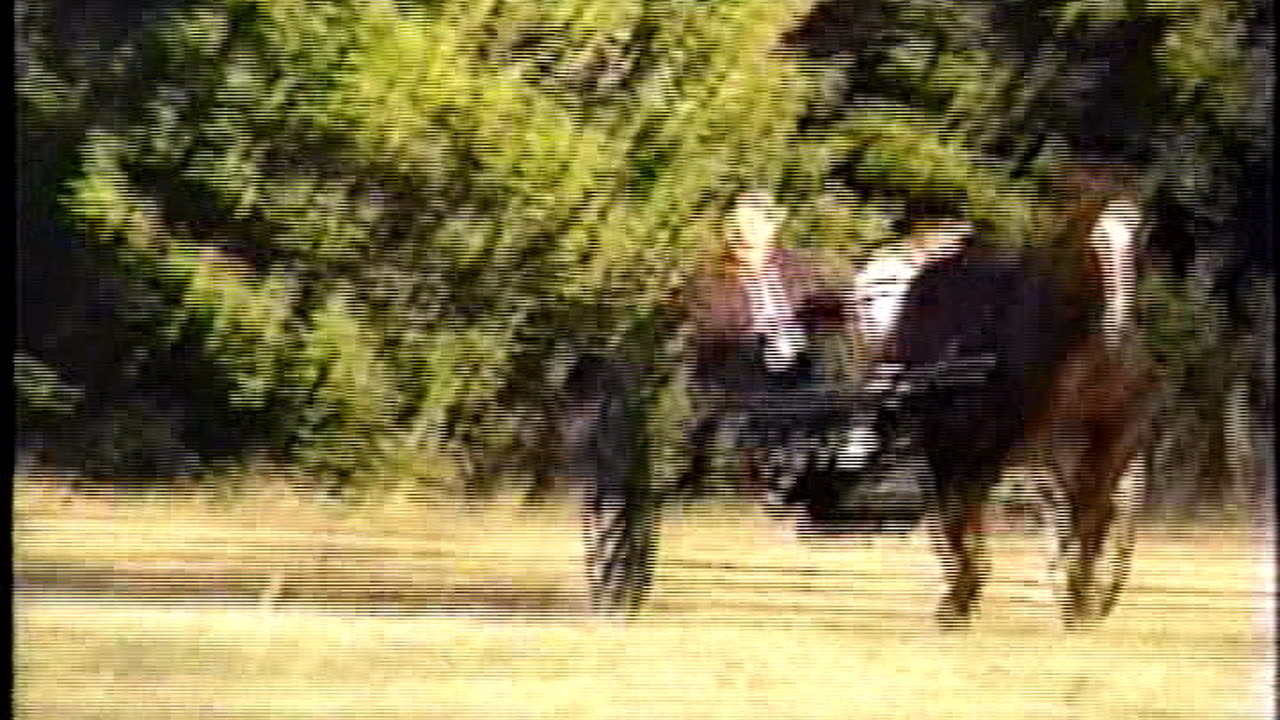 Riding in Horse Drawn Carriage