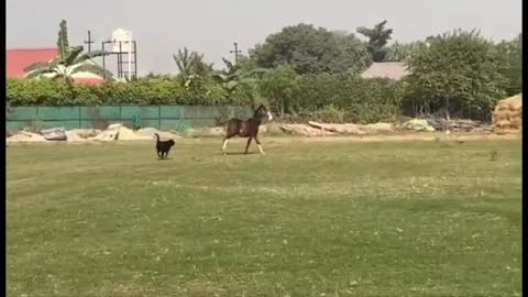 Horse Training.