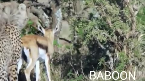 Baboon saved Fawn