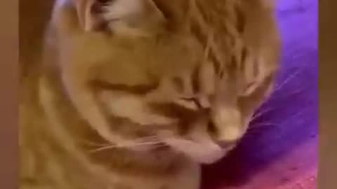 Funny Cat Compilation 😂😂😂😸😸