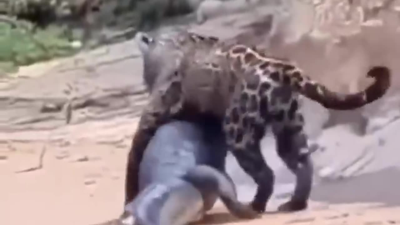 Funny Animal Catch cheetah