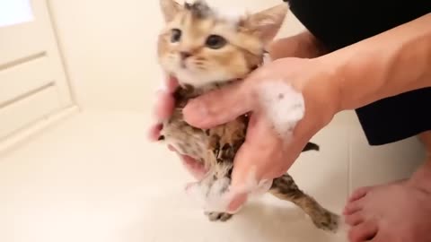 The kitten's precious bathing scene is cute