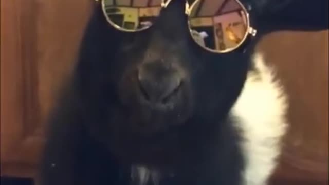 Most Funny Video that will make you LAUGH YOUR HEAD OFF - Funny Cat Compilation