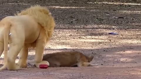 Prank with Dogs, Fake Lion Pranks with dogs