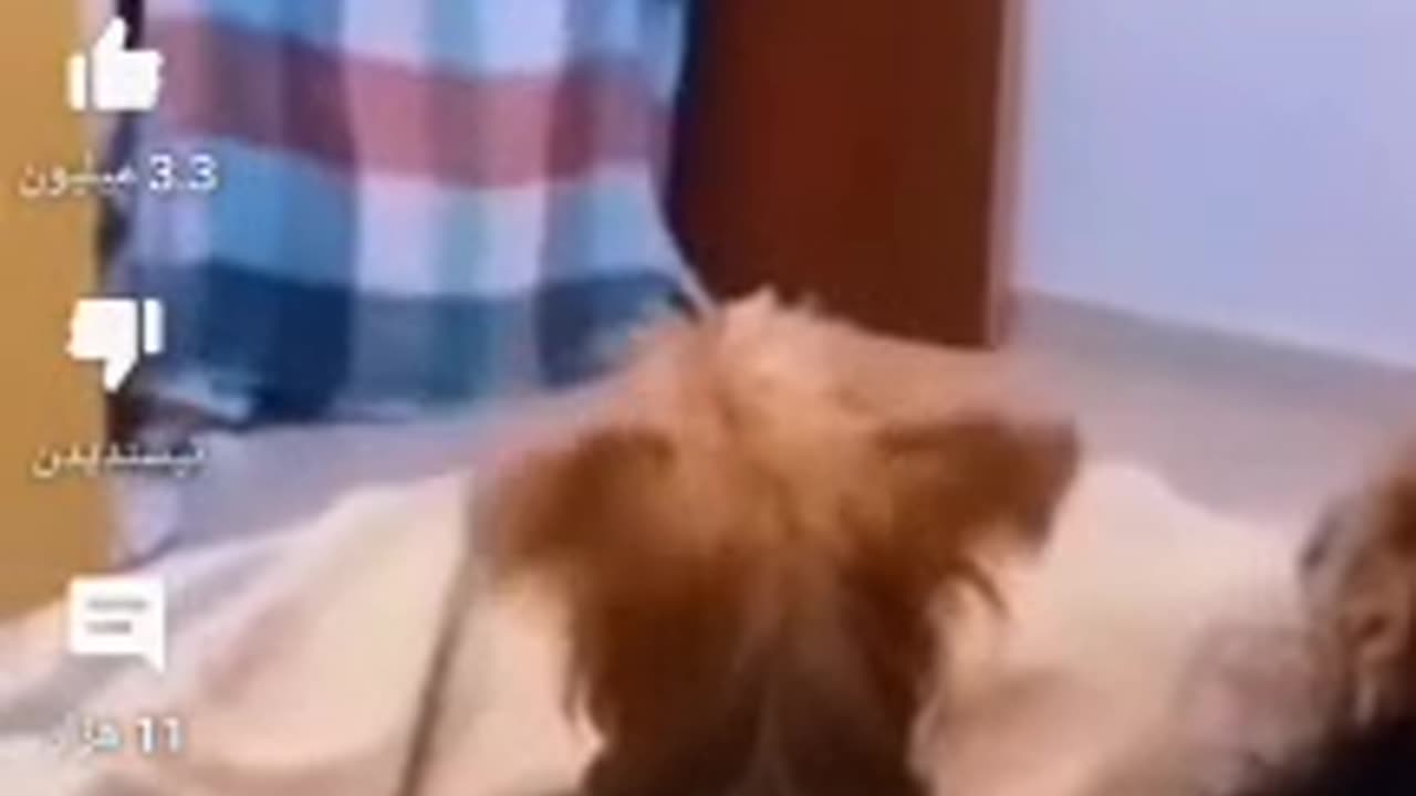 Funny animal video