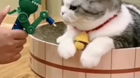 #cat
