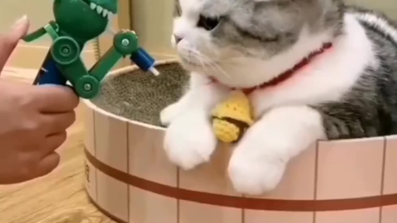#cat