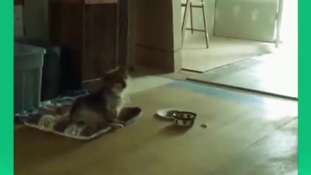 Try Not To Laugh 😜Funny Dogs Video