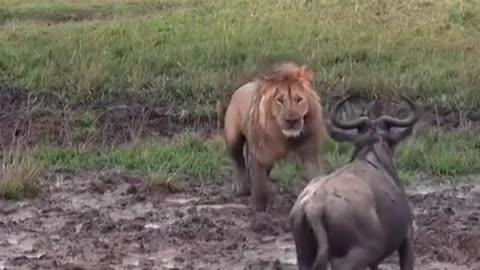 A wildebeest with backbone challenges a lion