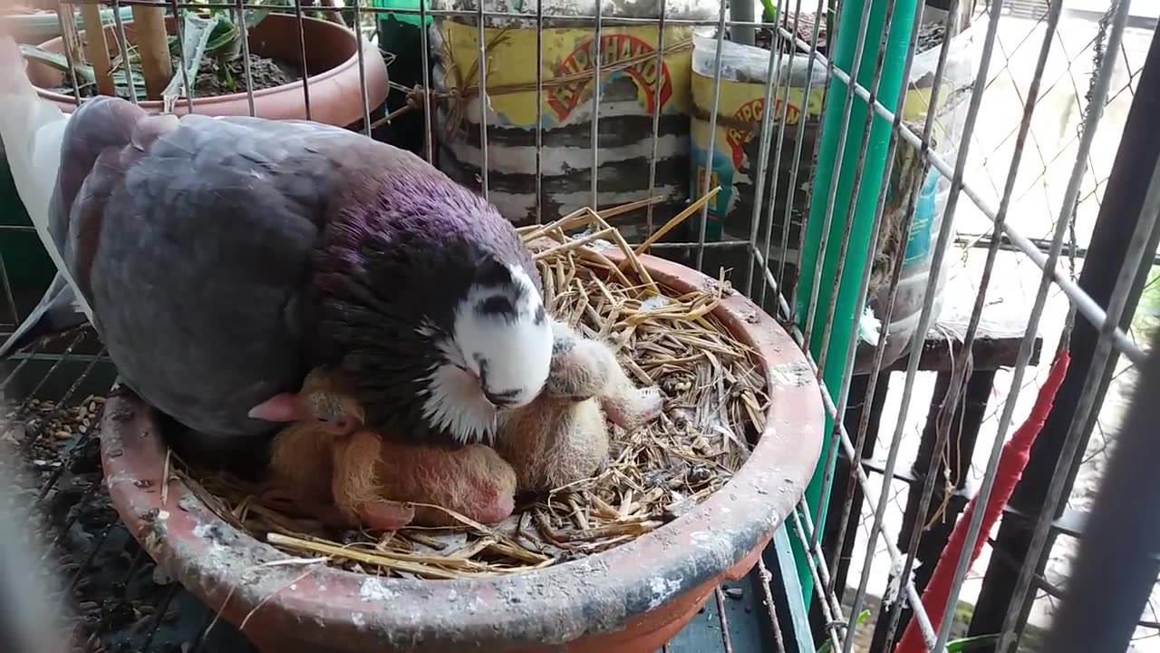 How pigeons feed a newborn pigeon