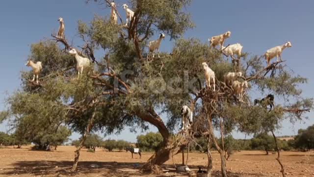 Goats climb the Argan tree and eat Argan nut, Morocco😍