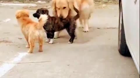 funny dogs and cats