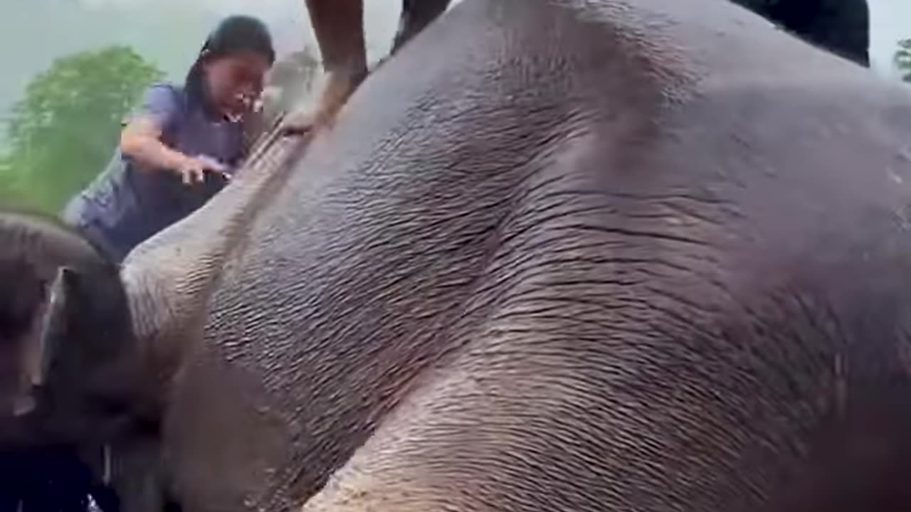 Team Rescue Elephant