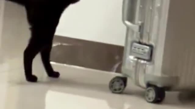 How does the cat interact with the trolley box?