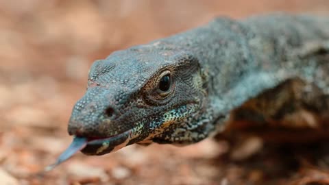 The witty umbrella lizard is so funny and beautiful let's see and enjoy this video#lizard