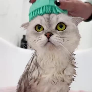 Cat spa day|| lovely cat