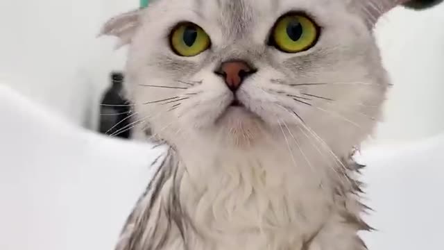 Cat spa day|| lovely cat