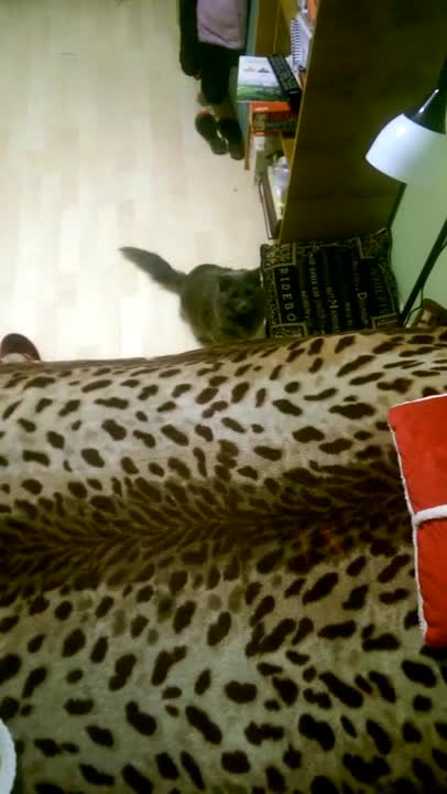 Playful cat attacks owner