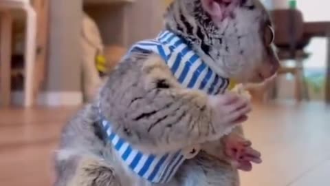 Best funny cute animal videos of the year 2023 relax with animals