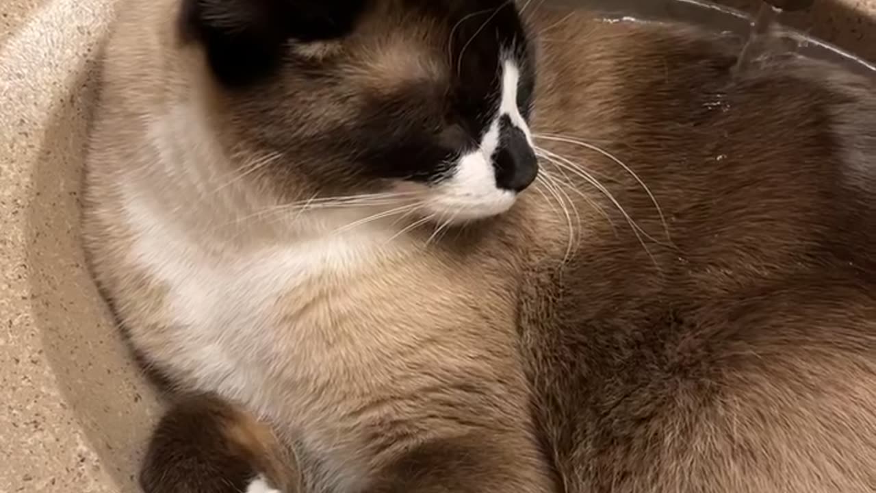 Cat Relaxes in Sink While Faucet Runs