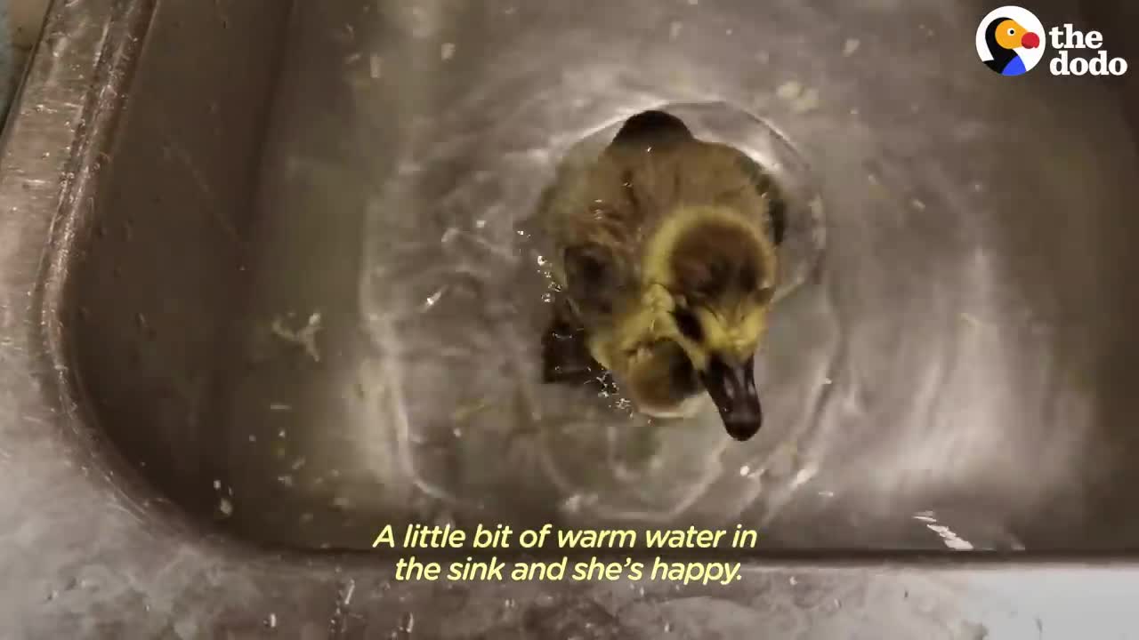 Guy Teaches His Rescued Gosling How To Fly | The Dodo Soulmates