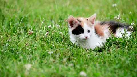 cute three color kitten