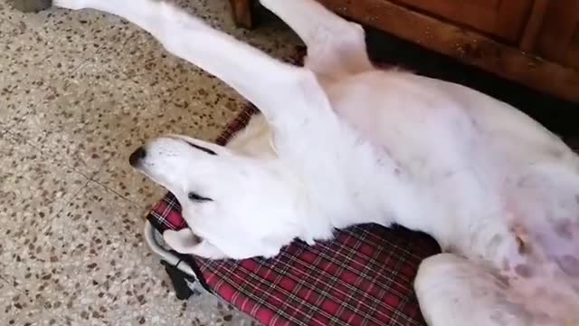 Puppy Has Derpy Sleeping Position