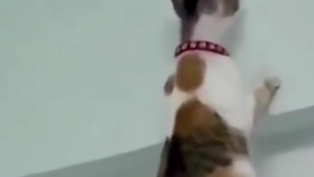 Try Not To Laugh