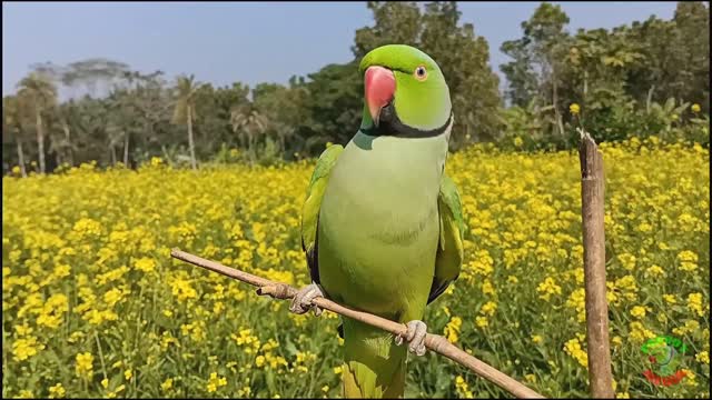 Parrot Calling Other Parrot Sound