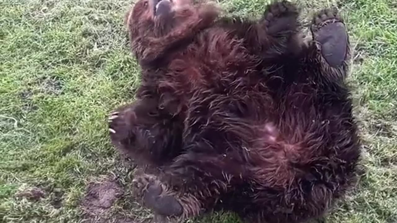 Geriatric Brown Bear Claire Soaks Up the Scents of Spring with Joyful Embrace