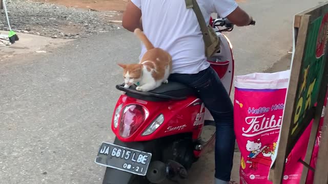 Cat Follows Owner to Moped and Hops on For a Ride