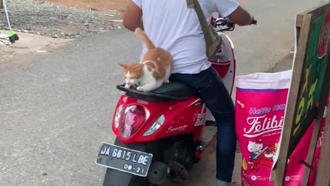 Cat Follows Owner to Moped and Hops on For a Ride