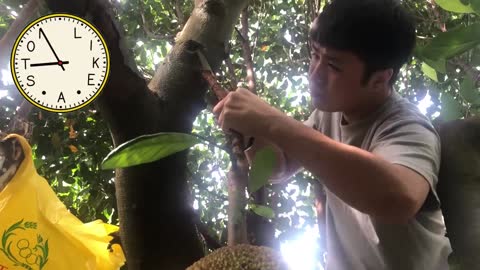 Young Green Jackfruit harvesting.