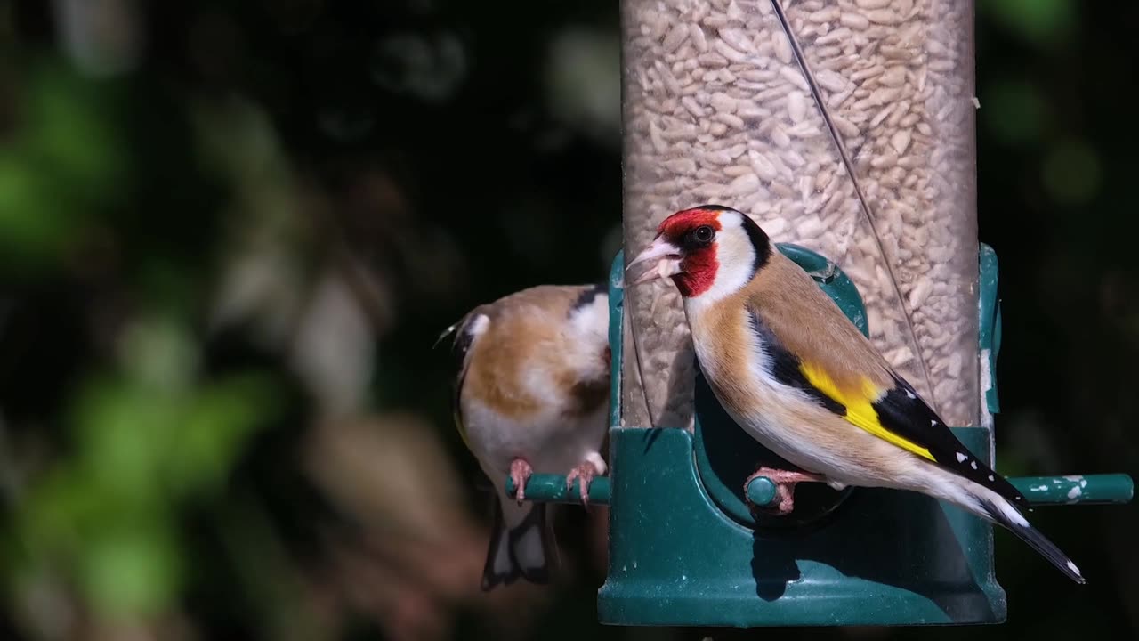 Melodies of the Wild: Birdsong Serenade