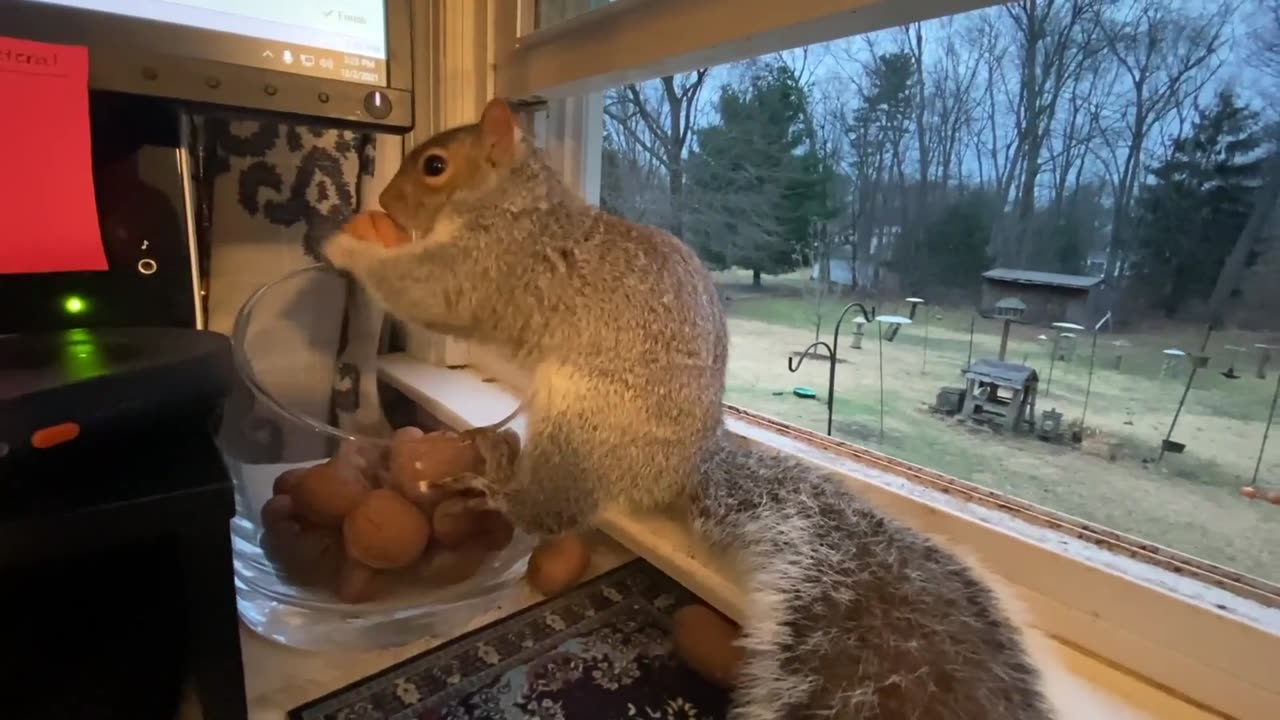 This squirrel is not a happy customer