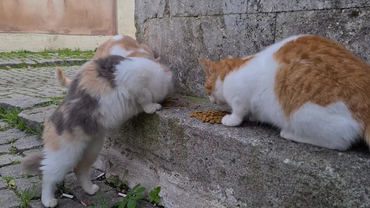 Incredibly cute street cats with wonderful facial beauty