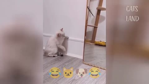 Funny cat😻😺🙀 video