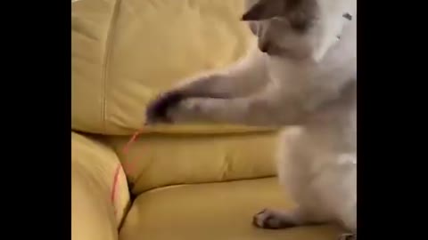 Funny cats and dogs