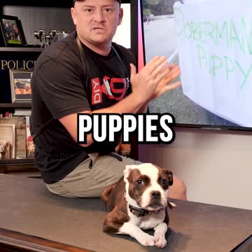 Buying Puppies off the Side of the Road