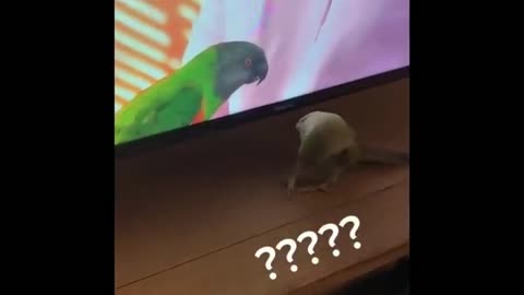 parrot mind