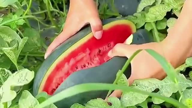 OMG 😱🍉😋